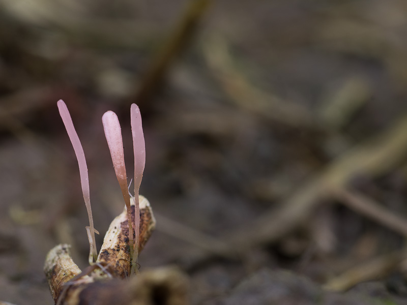 Typhula incarnata